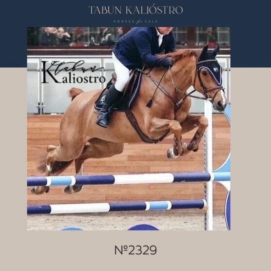 Конный спорт 6 букв