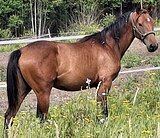 ТОПОВОЕ ПРОИСХОЖДЕНИЕ