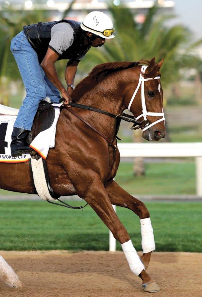 A.P Arrow во время тренировки перед Dubai world Cup. Meydan 2008 год.