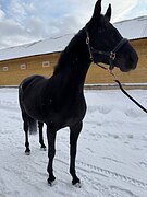 Коб. 2017 гр выездка/конкур 