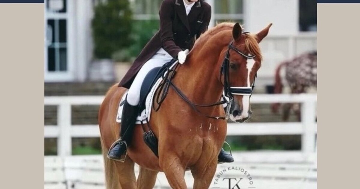 Конкур конный спорт