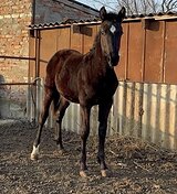 МОЛОДАЯ КОБЫЛКА ТОПОВАЯ РО