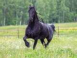 шикарный фриз