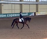 Выездка, конкур 