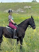 Высокий ахалтекинский мери