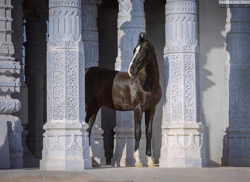 позирует среди резных колонн храма, Индия 