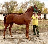 Розовый паспорт