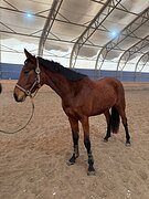 Молодая кобыла в спорт