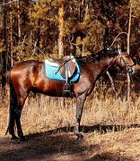 Мерин в конкур 2015 г.р.