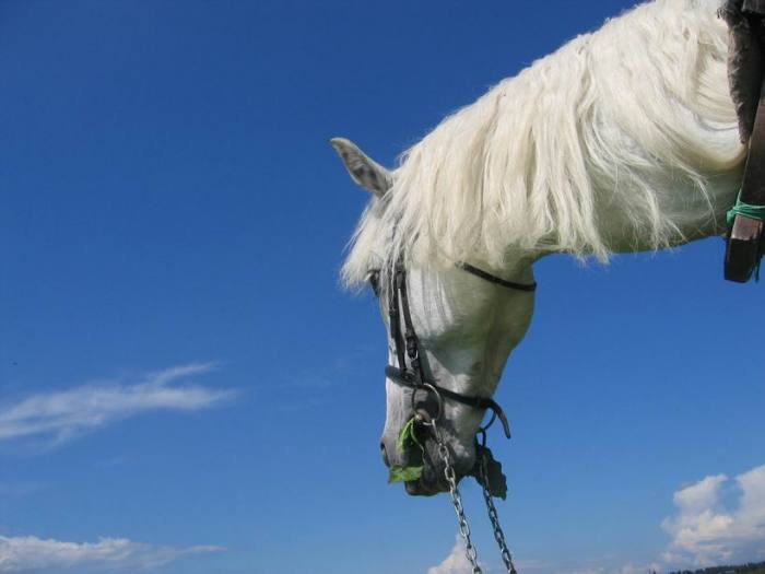 Облака - белогривые лошадки