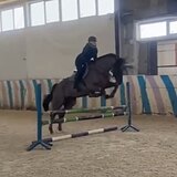 КОБЫЛА 173 СМ В ХОЛКЕ 5 ЛЕТ