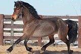 Кобыла Уэльский коб 