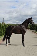В Большой спорт, в конкур