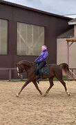 Хороший арабский мерин 2020 г