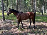 КОНКУР 105
