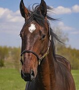 Ганноверский жеребец
