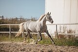 кобыла орловской породы 