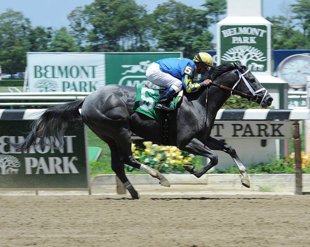 Ипподром Belmont Park 2013 год, скачка MSW.