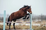 Ганноверо-тракененская пом