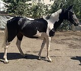 ПОЛУКРОВНЫЙ ПЕГИЙ