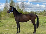 Перспективная кобылка 
