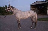 Кобыла в конкур