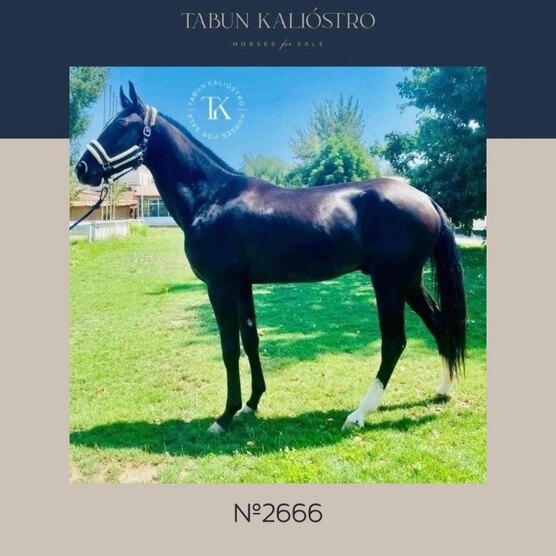 буденновская порода лошадей конкур. самый дешевый конь. продажа лошадей. показать продажу лошадей. донской лошадь.