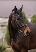 МОЛОДОЙ МЕРИН В СПОРТ