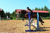 Жеребец 