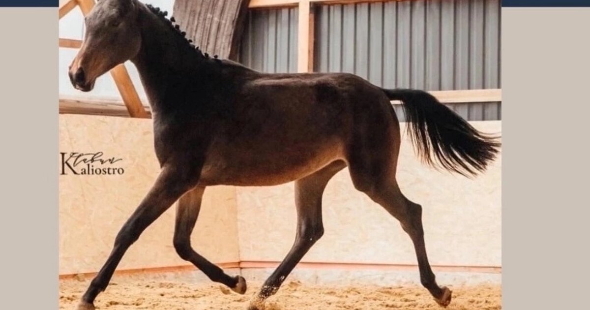 Умная лошадь рассказ зощенко. Зощенко очень умная лошадь читать. Лошадь и собака. Умная лошадь. Умная лошадь.