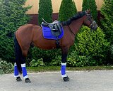 Красивый жеребец!