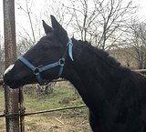 Интересная родословная, в с