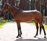 Импортная кобыла
