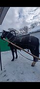 Мерин 