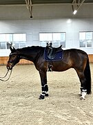 Молодой спокойный мерин