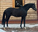 ВОРОНОЙ ГАННОВЕРСКИЙ ЖЕРЕБ