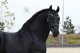 ФРИЗСКИЙ ЖЕРЕБЕЦ 6 ЛЕТ