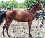 КОБЫЛА В СПОРТ/ХОББИ