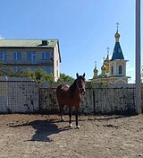 Кобыла 