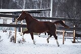 пони-класс в/х147см 2009г.р.