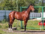 ЖЕРЕБЕЦ В ЛЮБУЮ ДИСЦИПЛИНУ 