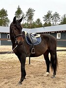 Жеребец 2023 гр