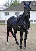 Высокий жеребец • шпринт 140