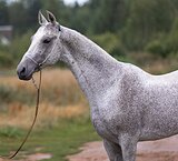 Гектор Гели