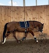 Универсальный жеребец 2020г.