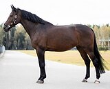 КОБЫЛА В КОНКУР / РАЗВЕДЕНИ