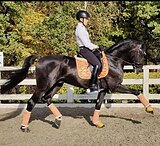 Предлагаю услуги тренера-берейтора