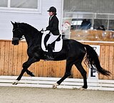 КОБЫЛА В ВЫЕЗДКУ 