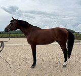 ВЫСОКИЙ МЕРИН, выездка