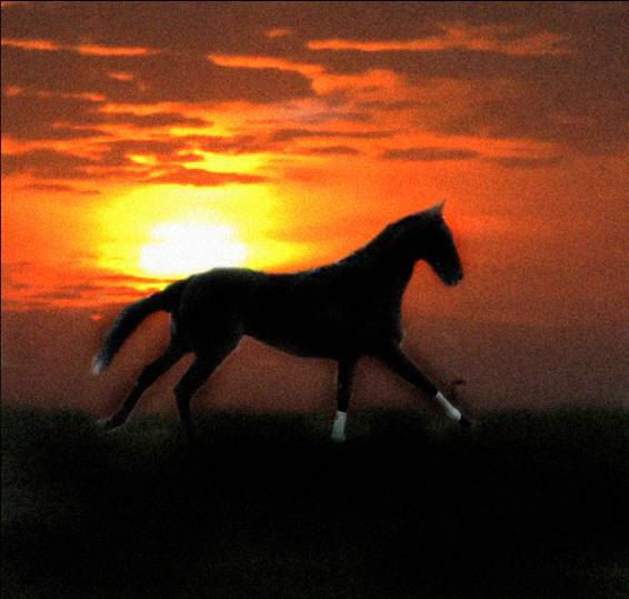 Мне приснился сон про вороного коня на закате. Вот вдохновилась